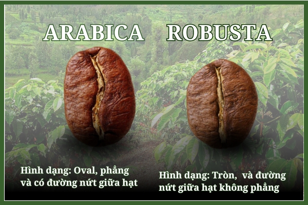 Cà phê mộc Arabica và Robusta