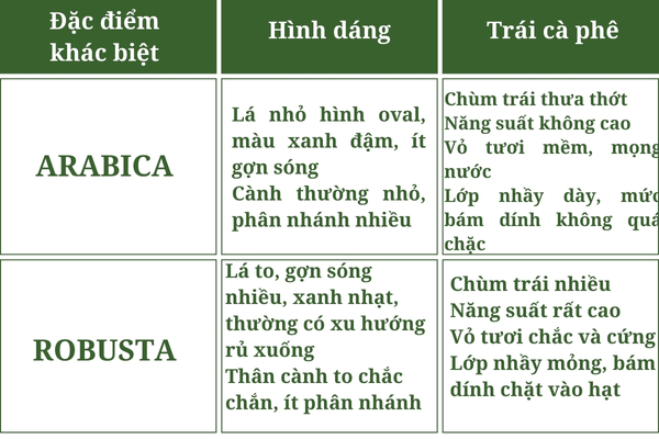 Cà phê Robusta rang mộc - Arabica Robusta