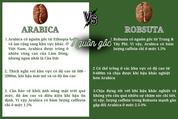 cà phê hạt - nguồn gốc Arabica & Robusta