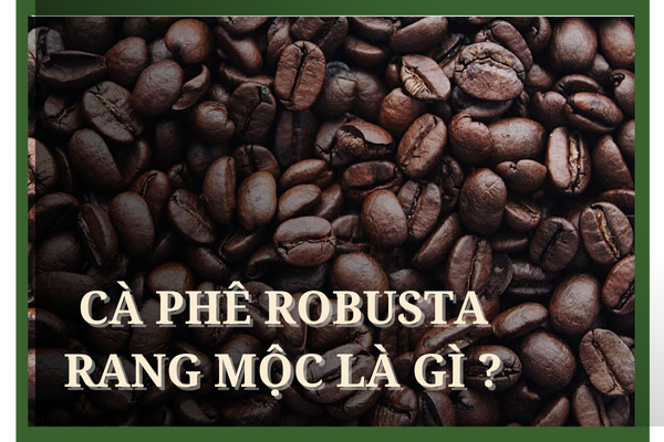 Cà phê Robusta rang mộc đặc trưng hương vị so với hạt Arabica 2024