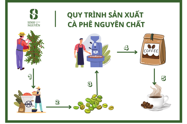 SINH NGUYỄN COFFEE – CHUYÊN GIA CÀ PHÊ MỘC, CÀ PHÊ CHẤT LƯỢNG CAO TẠI CẦN THƠ 2024